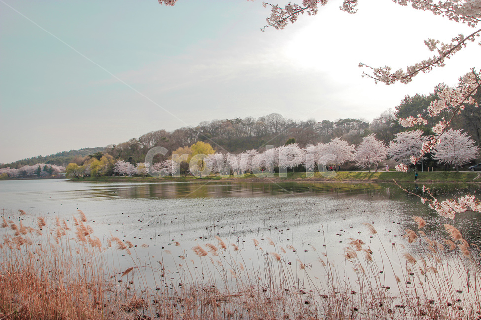 벚꽃,blossom,꽃,flower,cheeryblossom,자연,nature,flowers,풍경,outdoors