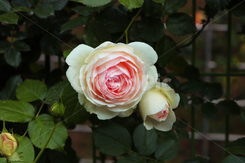 장미,꽃,플라워,로즈,장미꽃,식물,자연,flower,식물,자연,plants,nature,꽃,flower