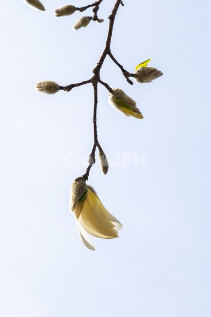 봄,화이트,나무,꽃,벚꽃,가지,하늘,빛,햇빛,확대,하얀,branch,tree,bloom,white,spring,sun,light