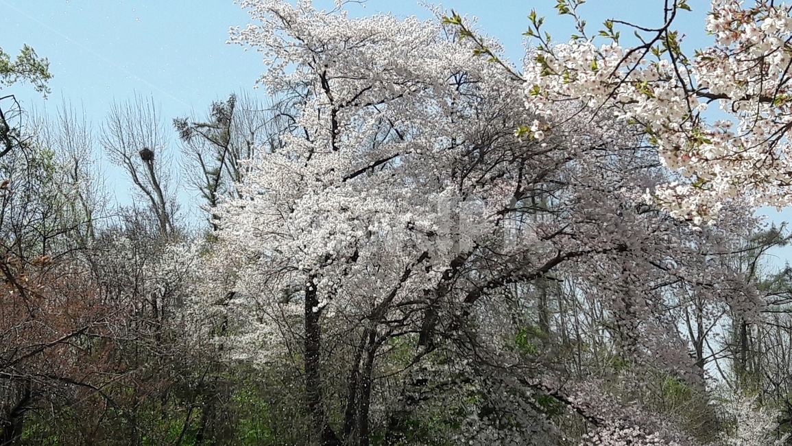 벚꽃,벚꽃나무,봄벚꽃,흰벚꽃,봄