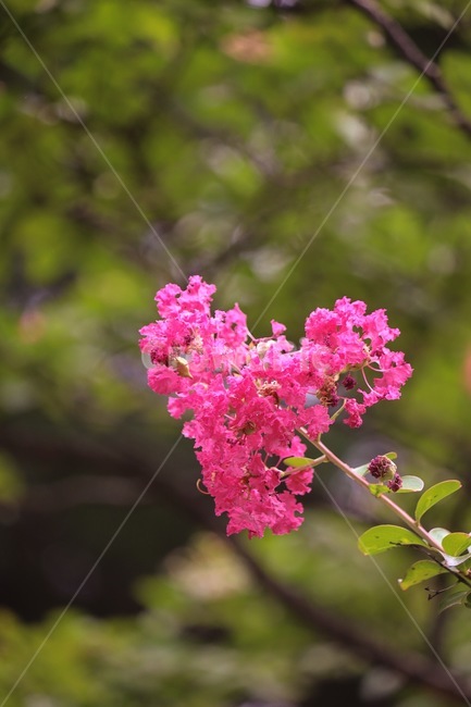 배롱나무,blossom,식물,꽃,가을,기억,추억,식물,자연,plants,nature,꽃,flower