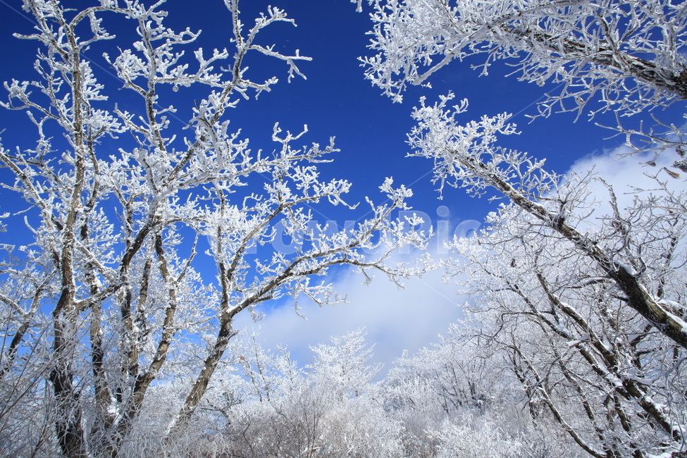 눈,눈꽃,상고대,겨울,하얀겨울,겨울산행,겨울,계절,winter,season,자연,풍경,nature,landscape,식물,plants,나무,trees,wood,outdoors,옥외,snow,frost,서리