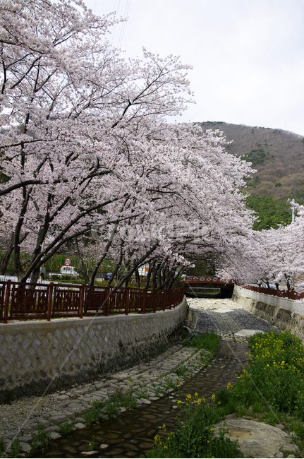 flower,plant,봄,벚꽃,나무,식물,봄,계절,spring,season,blossom,꽃