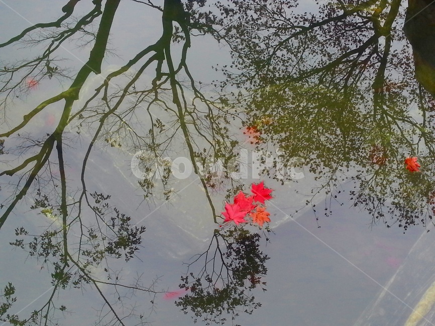 그림자,투영,연못,가을,낙엽,단풍,가을,계절,fall,autumn,season,leaf,잎,plant,식물,water,물,tree,나무