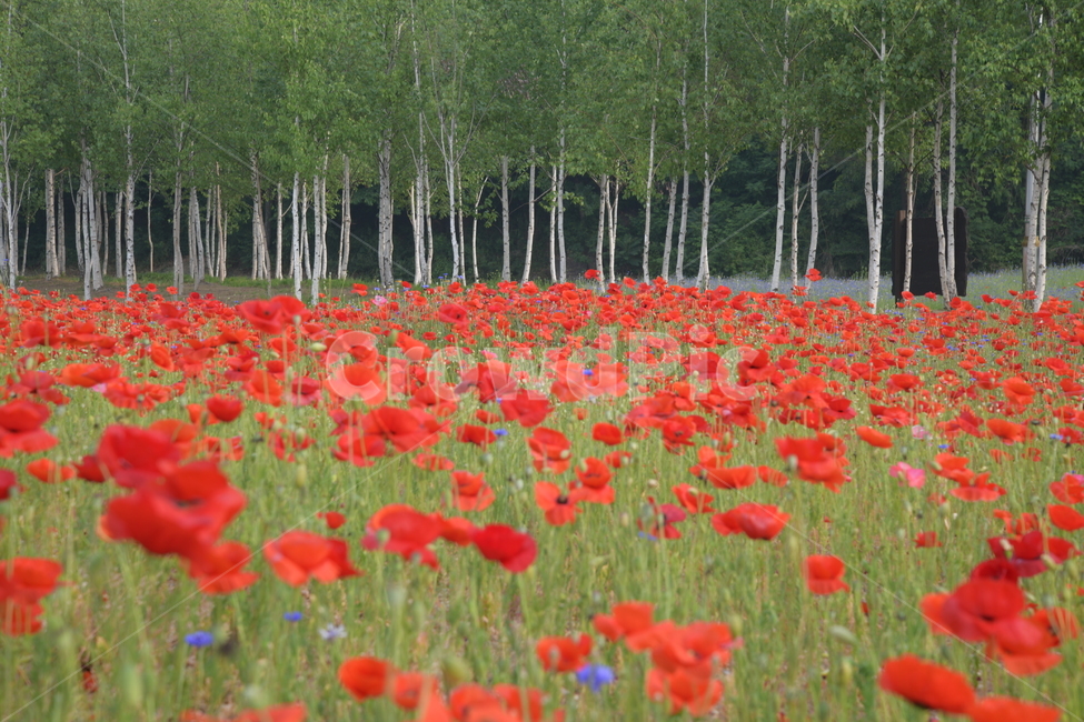 plant,식물,양귀비,나무,자작나무,공원,아침,자연,풍경,nature,landscape