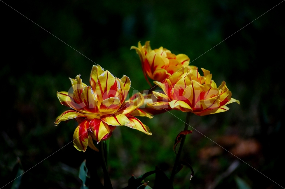 경북대학교,꽃,밤,조명,노란색,빨간색,Flower,Light,Red,Yellow,Night,식물,자연,plants,nature,꽃,flower