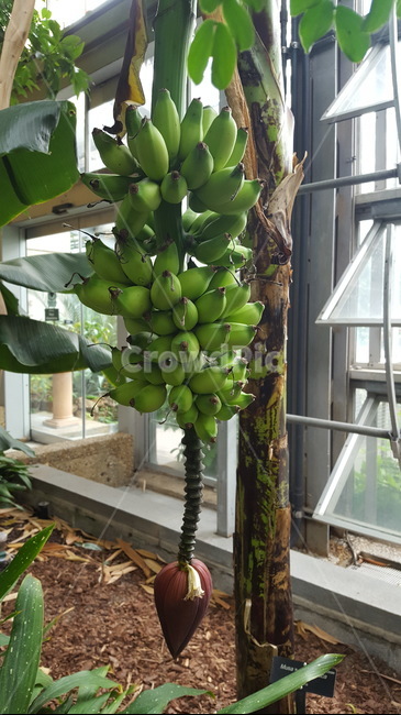 plant,food,banana,fruit,식물,과일,과잉