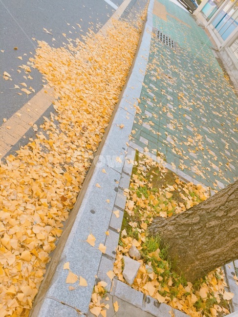 가을,단풍,색감,노랑,계절