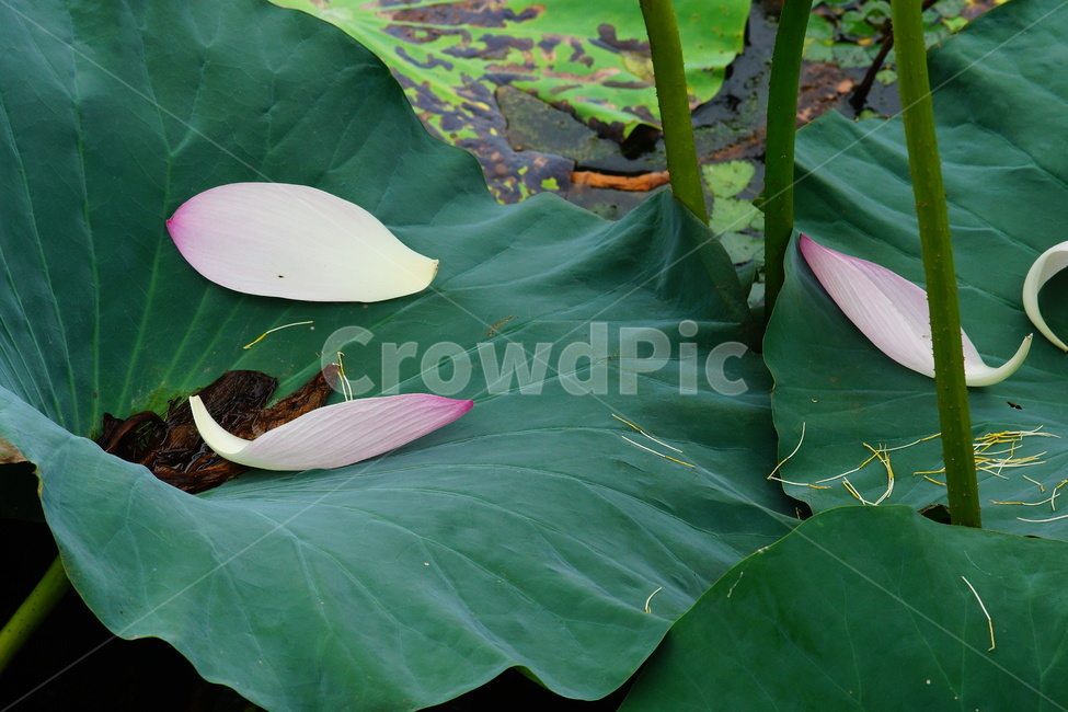 flower,plant,식물,blossom,pondlily,연꽃,연못백합,lily,꽃,식물,자연,plants,nature