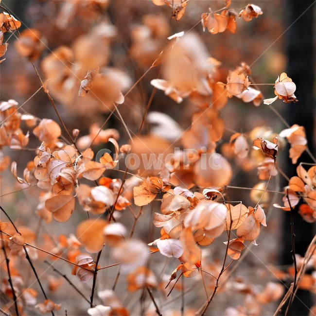 가을,단풍,낙옆,아웃포커스,나뭇잎,가을,계절,fall,autumn,season,식물,자연,plants,nature,감성,sensible,feeling,plant,leaf,잎,fungus,진균류