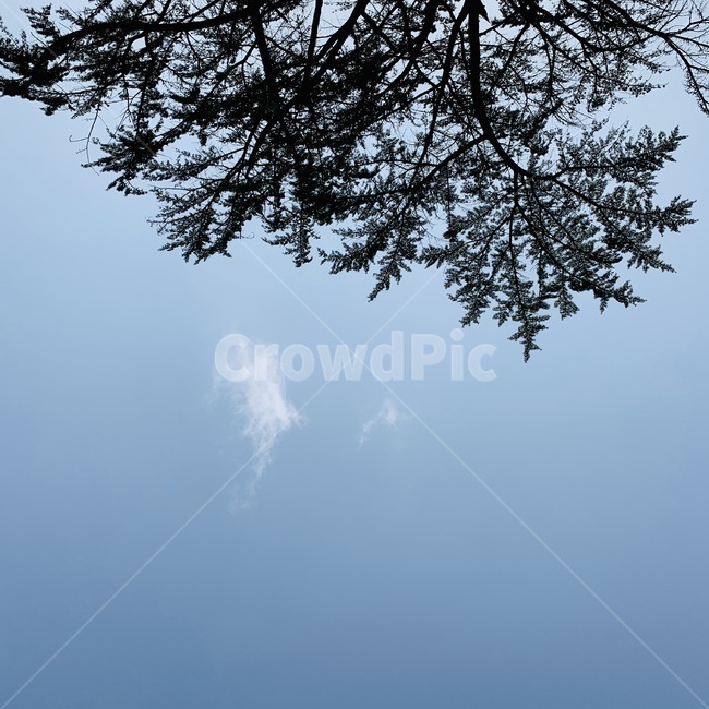 nature,자연,나무,식물,하늘,구름,청명,tree,plant,sky,cloud,감성사진,feeling,sensible