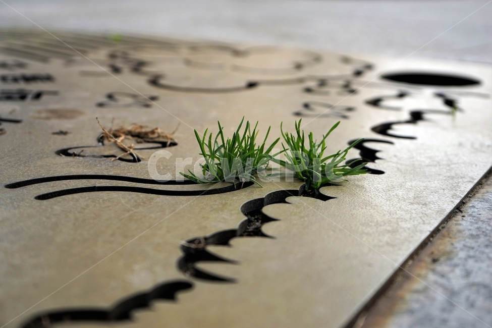 풀,녹색,바닥,자연,green,plant,nature,식물,자연,plants,nature