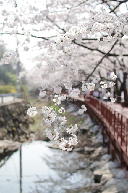 벚꽃,봄꽃,봄날,다리,감성사진,봄,계절,spring,season,식물,자연,plants,nature,꽃,flower,plant,blossom,cherry blossom