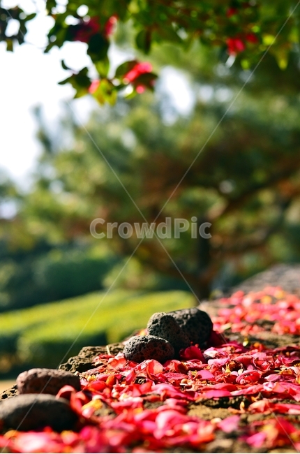 봄,동백,꽃,자연,돌담,풍경,식물,꽃잎,봄,계절,spring,season,꽃,flower