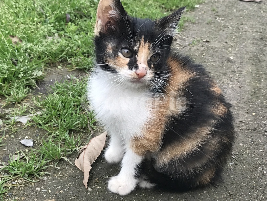 고양이,아기고양이,새끼고양이,길냥이,작은,귀여운,아기,동물,배경,동물,animal,포유류,mammal,고양이,cat,kitten,kitty