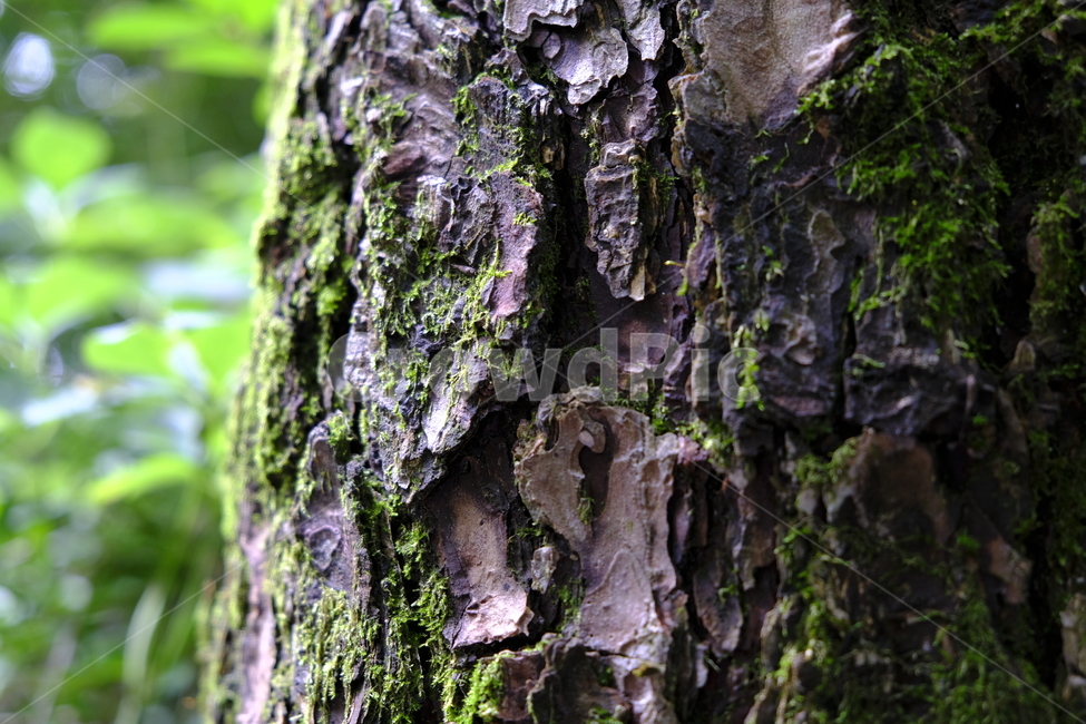 자연,숲길,숲,잎,나무,이끼,환경,초록,잎사귀,햇살,햇빛,forest,green,trail,breeze,summer,leaf,stroll