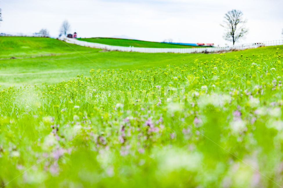 자연,들,힐링,초원,들판,봄,계절,spring,season,자연,풍경,nature,landscape,field,outdoors,옥외,grassland,목초지