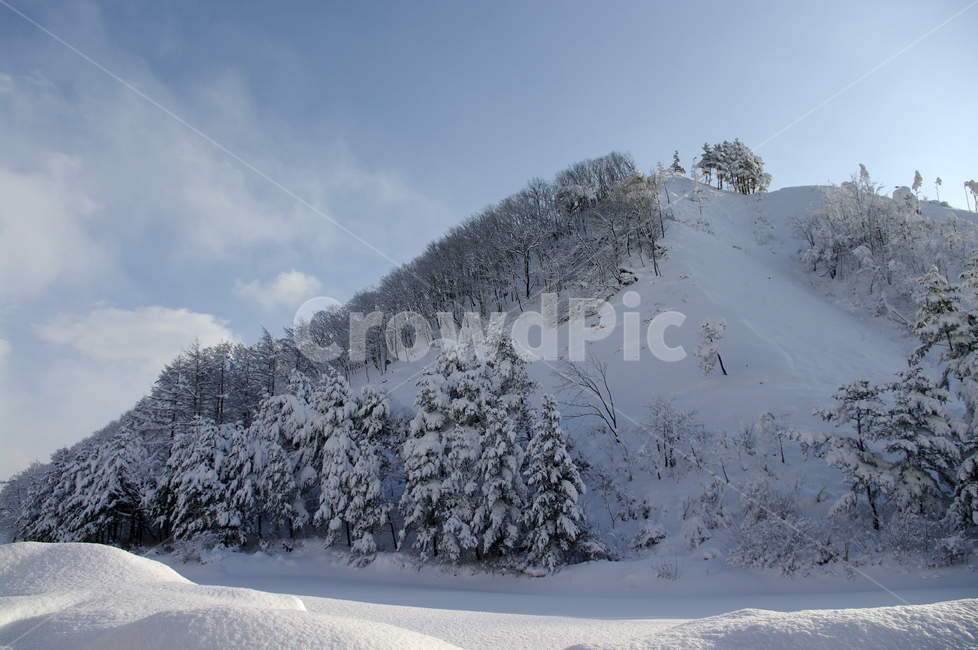 겨울,눈,설경,풍경,나무,설산,산,겨울,계절,winter,season