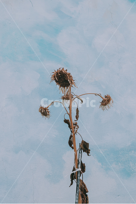 해바라기,꽃,죽음,소멸,더위,가뭄,여름,계절,summer,season,가을,fall,autumn,식물,자연,plants,nature,꽃,flower