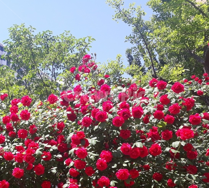 장미,꽃,봄꽃,식물,rose,붉은꽃