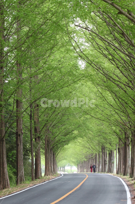 숲,나무,자연,가을,담양,자연,풍경,nature,landscape,tree,plant,식물,outdoors,옥외