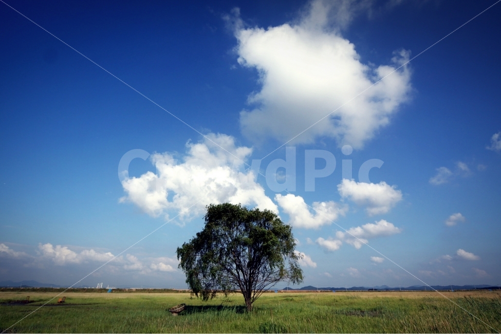 나무,구름,여름,우음도,나무그늘,왕따나무,자연,풍경,nature,landscape,tree,plant,식물
