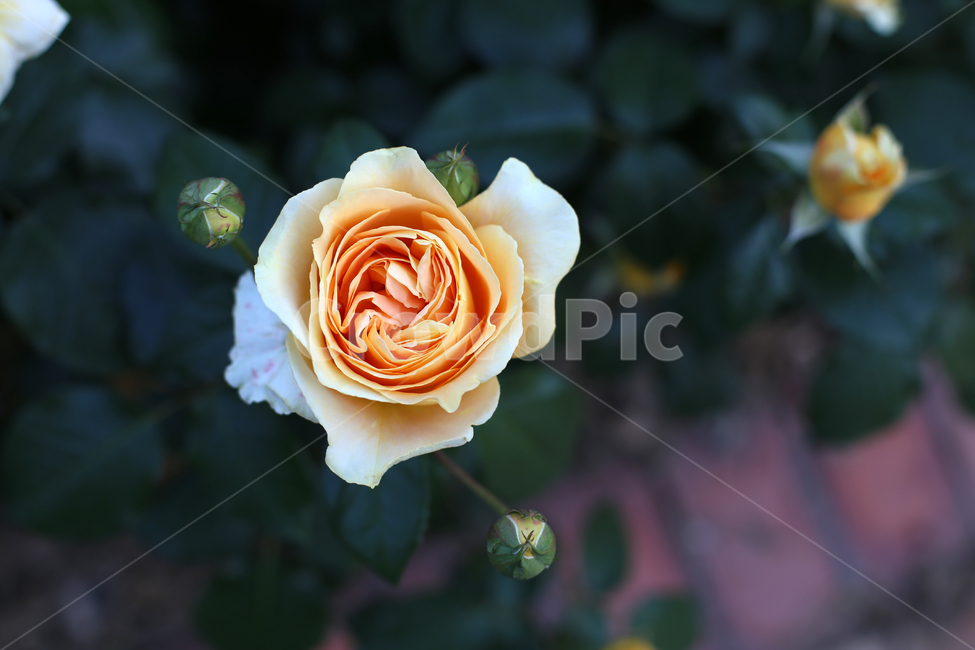 장미,꽃,rose,감성,flower