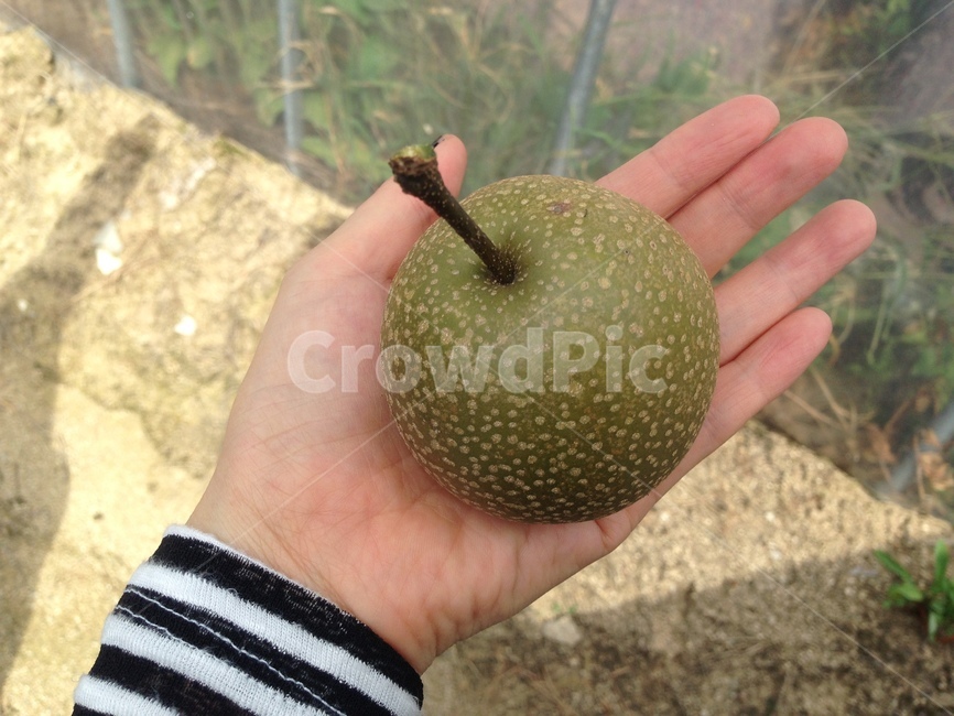 돌배,배,열매,과일,wildpear,pear,과일,열매,fruit
