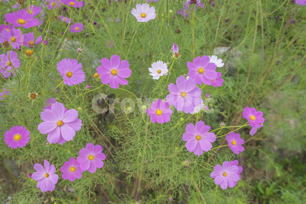 꽃,가을꽃,코스모스,꽃사진,하늘하늘,가을,계절,fall,autumn,season,식물,자연,plants,nature,꽃,flower,geranium,제라늄,blossom,plant