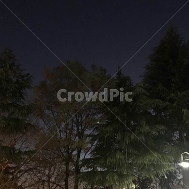 밤,달,나무,배경,night,moon,자연,풍경,nature,landscape,야경,밤,nightscape,night,식물,plants,나무,trees,wood,tree,plant,outdoors,옥외