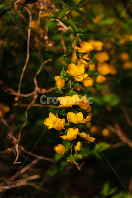 꽃,flower,자연,식물,blossom
