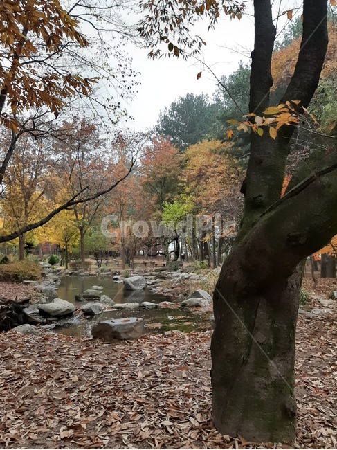 plant,식물,풍경,나무,가을,treetrunk,나무줄기,tree,가을,계절,fall,autumn,season,자연,풍경,nature,landscape