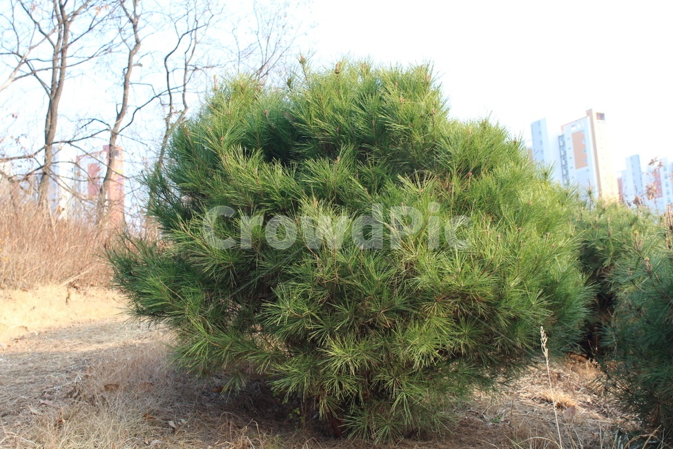소나무,솔잎,pine,pinetree,tree,식물,자연,plants,nature