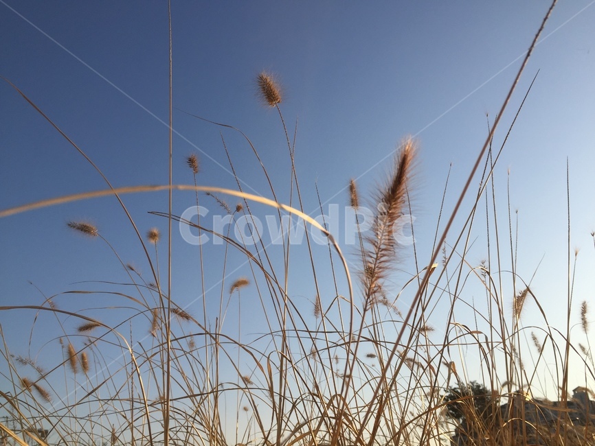 식물,갈대,grass,자연,감성,lawn,잔디,reed,계절,nature,감성사진,색상,색채,채도,색감,잎,풀,경치,plant