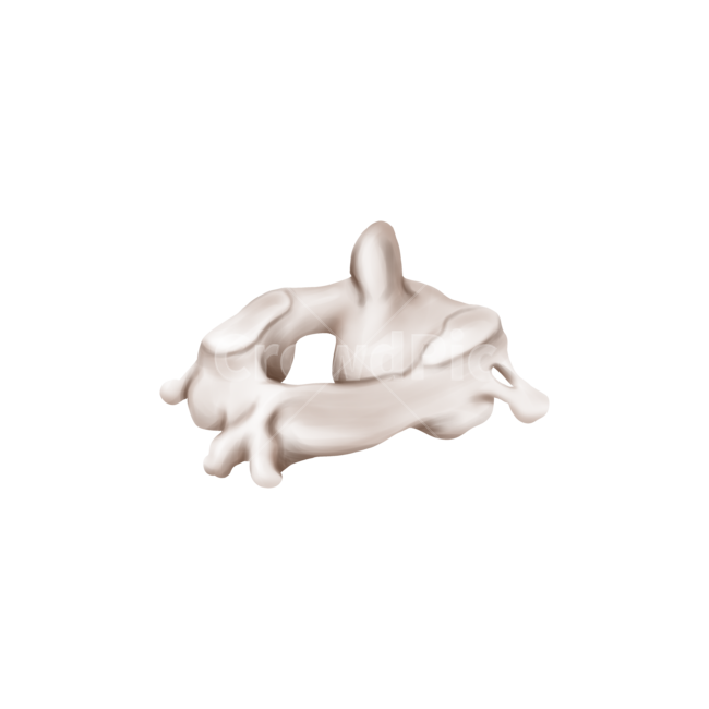 메디컬,medical,png,일러스트,메디컬일러스트,해부학,anatomy,bone,척추,경추,경추2번,누끼,remove background