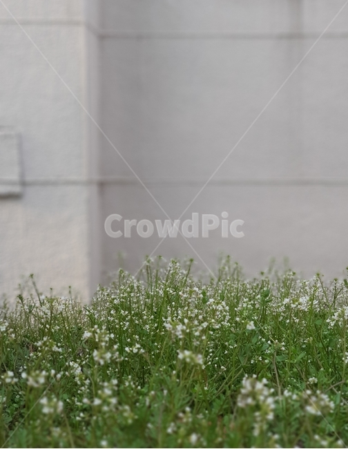 grass,잔디,plant,식물,풀,꽃,자연