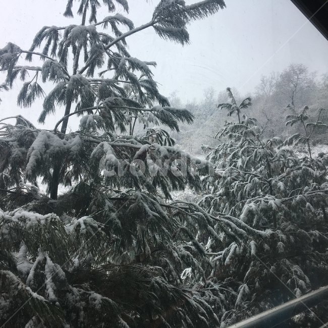 자연,눈,snow,ice,겨울,겨울나무,눈쌓인나무