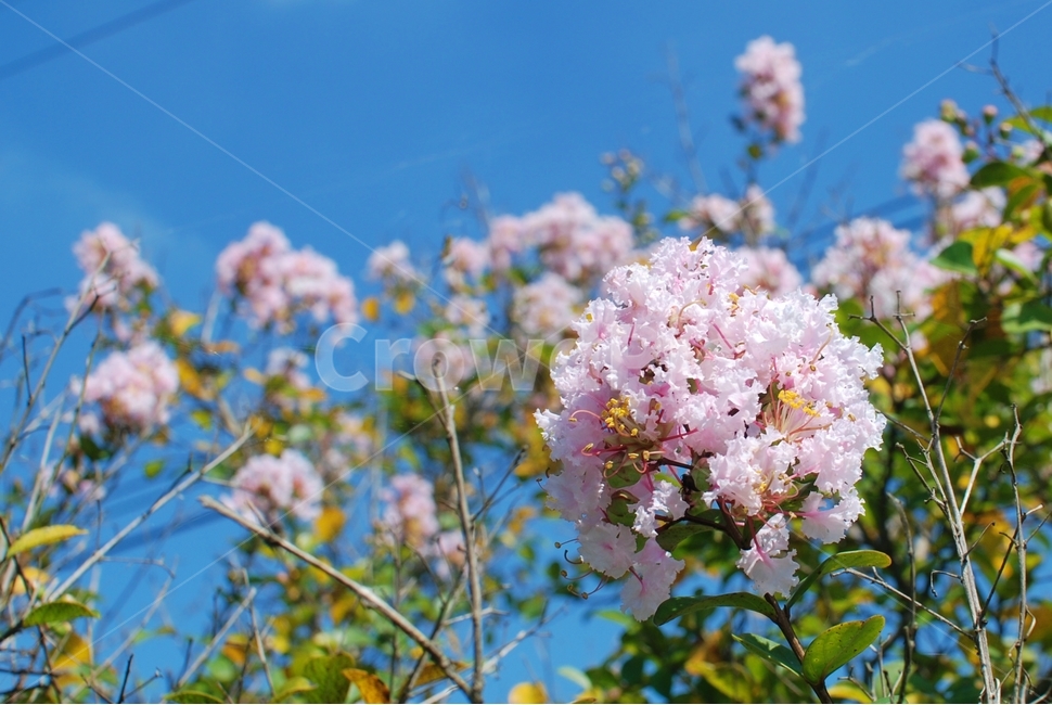 꽃,분홍꽃,배롱나무,배롱나무꽃,식물,자연,식물,자연,plants,nature,꽃,flower