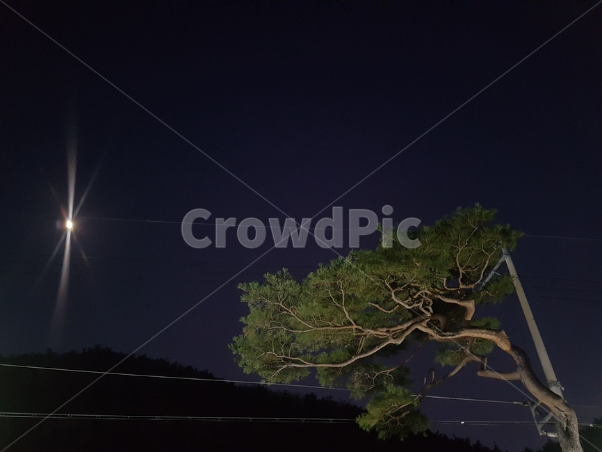 나무,tree,식물,nature,자연