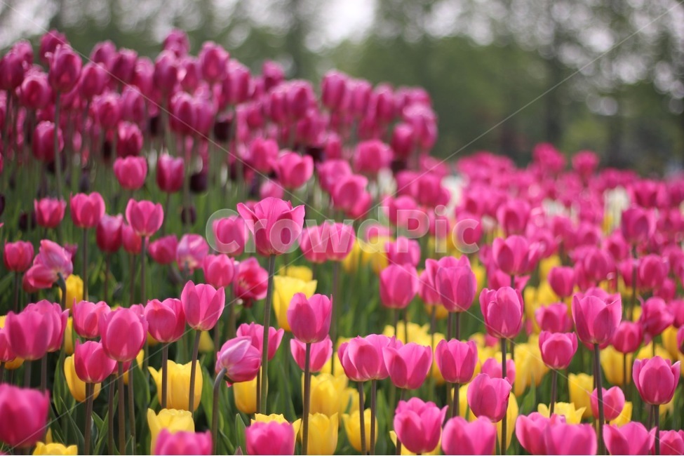 봄,꽃,봄꽃,튤립,꽃축제,보케,컬러,색감,분홍,노랑,spring,flower,color,tulip,pink,yellow,bokeh,봄,계절,spring,season,식물,자연,plants,nature,꽃,flower,plant,blossom