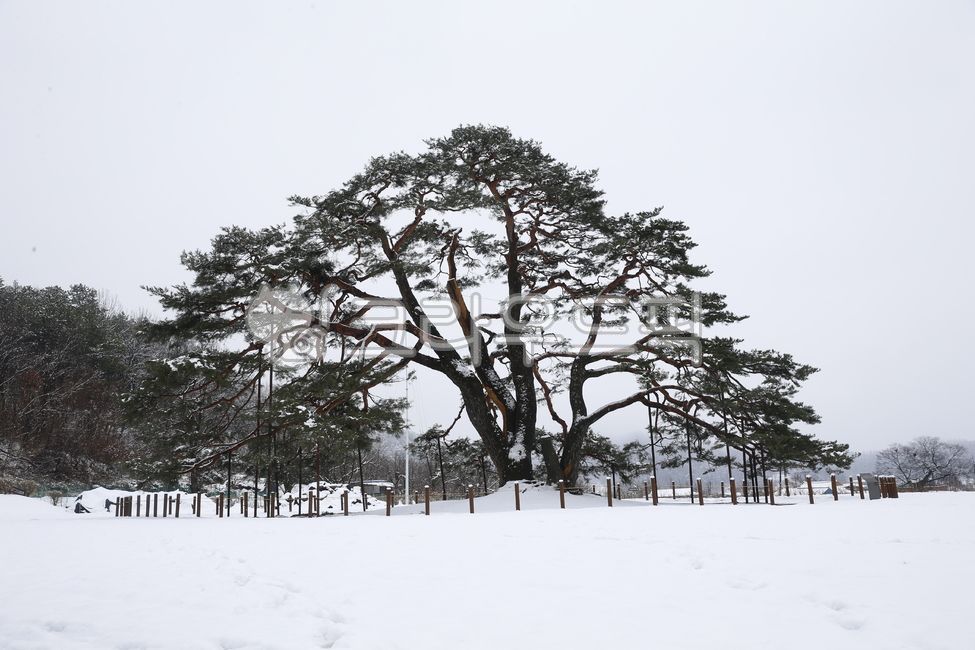 tree,나무,nature,자연,설송,소나무,겨울