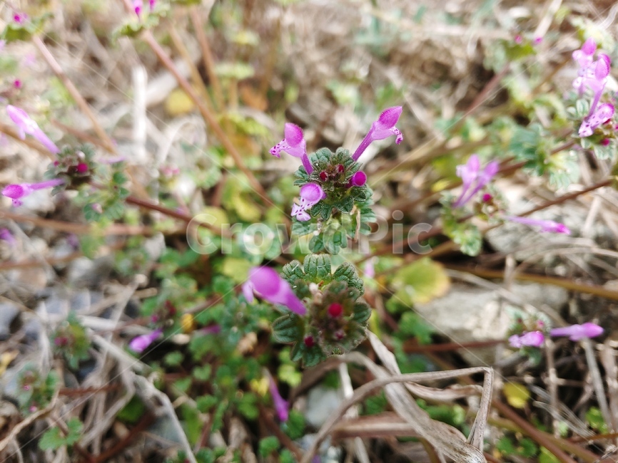 plant,식물,꽃,꽃잎,들꽃