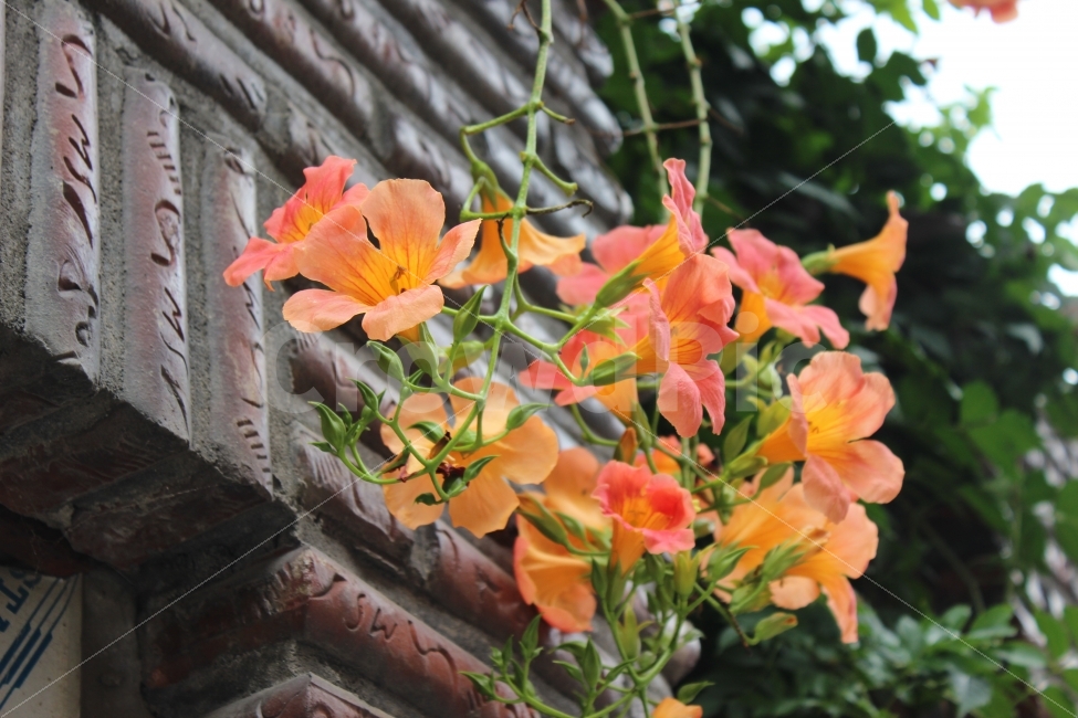 꽃,능소화,풍경,자연,식물,여름,flower,nature,식물,자연,plants,nature,꽃,flower