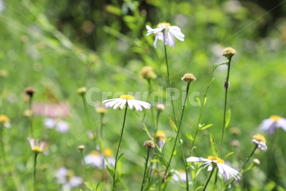 plant,식물,blossom,daisy,꽃,식물,자연,plants,nature,꽃,flower