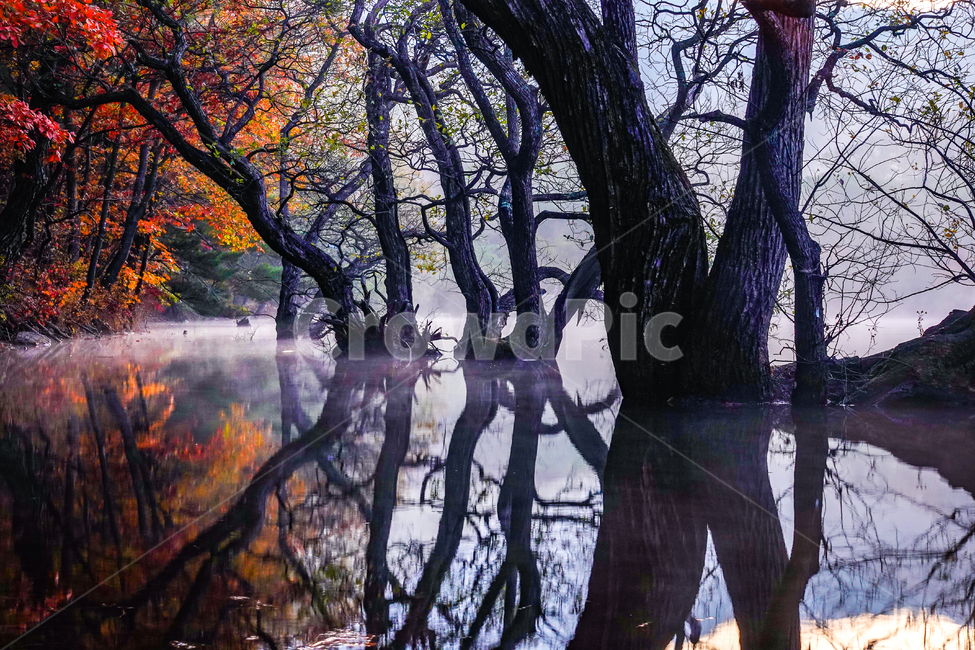 nature,자연,water,물,저수지,반영,일출,안개,주산지,가을,단풍,고목,자연,풍경,nature,landscape