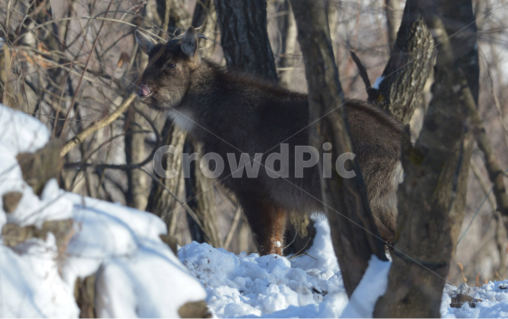 산양,천연기념물,야생산양,멸종위기,goral,LongTailedGoral,염소,goat,동물,animal,포유류,mammal