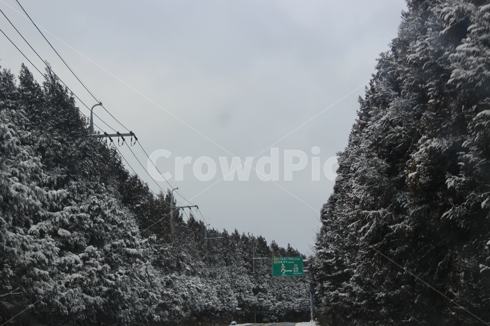 눈,겨울,도로,하늘,흐린날씨,겨울,계절,winter,season,자연,풍경,nature,landscape,tree,나무,plant,식물,fir,전나무