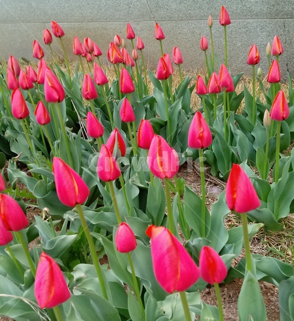 tulip,백합과,구근초,여러해살이화초,꽃,튤립,빨강색,봄,식물,자연,springseasonflower,식물,자연,plants,nature,꽃,flower