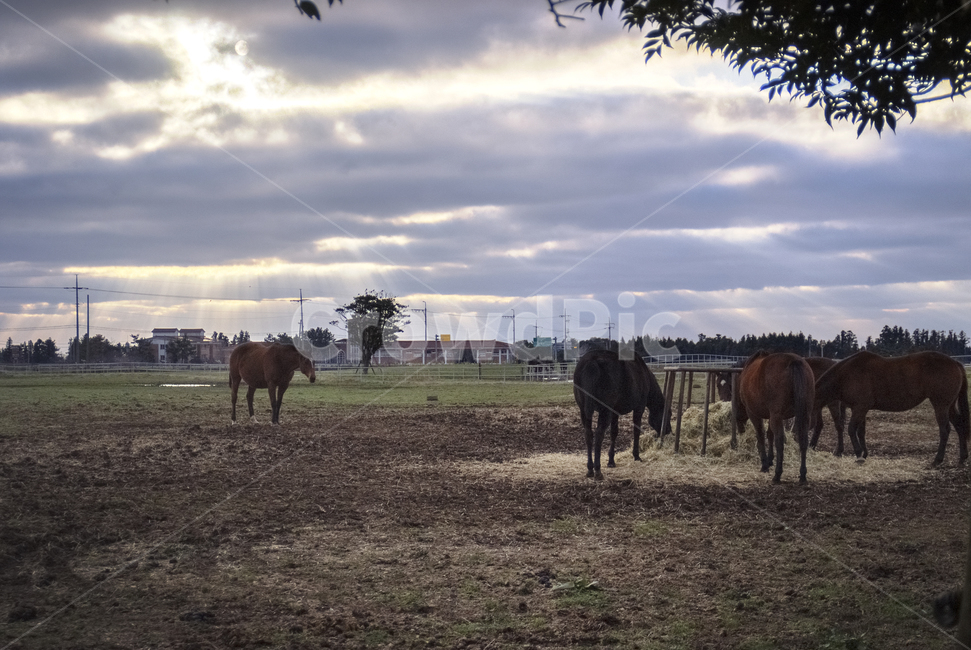 nature,animal,말,동물,자연,horse,동물,animal,포유류,mammal