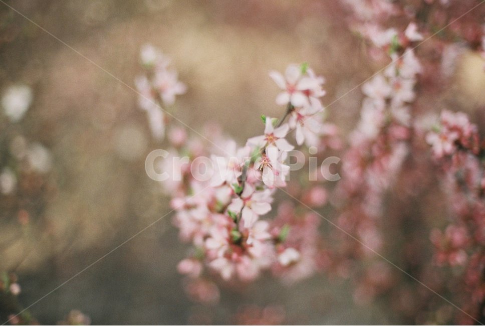 봄,벚꽃,나무,spring,cherryblossom,fm2,봄,계절,spring,season,식물,자연,plants,nature,꽃,flower,plant